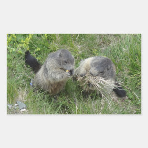 Marmot stickers