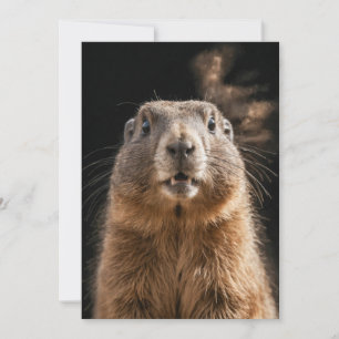 Marmot Wild Animal Elegant Dramatic Mist Portrait  Announcement