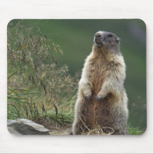 Marmota marmota mouse pad