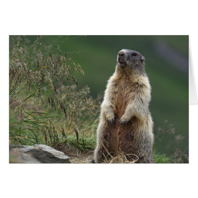 Marmota marmota Murmeltier (Devant horizontal)