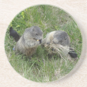 Marmots coaster