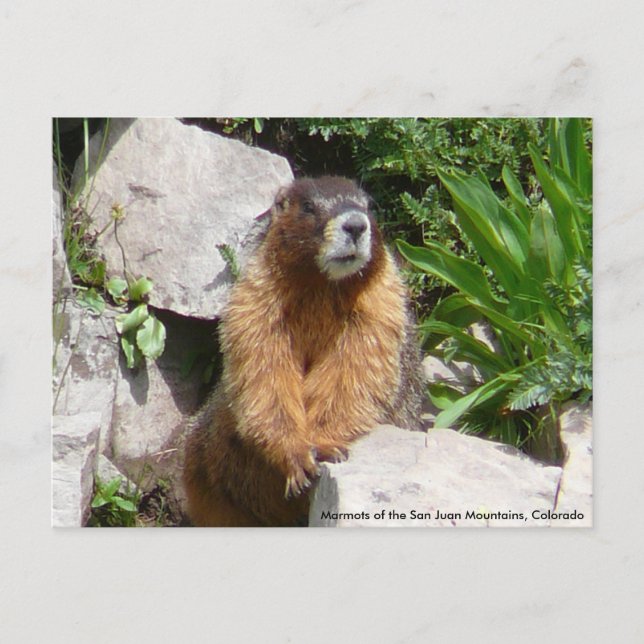 Marmots of the San Juan Mountains, Co... Postcard (Front)