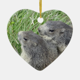 Marmots ornament
