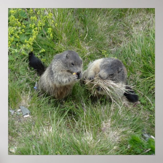 Marmots poster (Front)