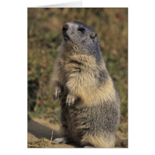 Marmotte alpine, Marmota marmota, pied adulte