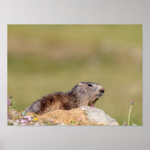 Marmotte dans le parc Gran Paradiso Poster