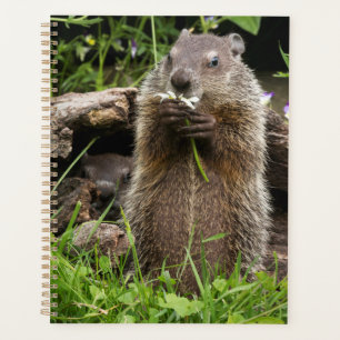Marmotte mâchonnant une fleur
