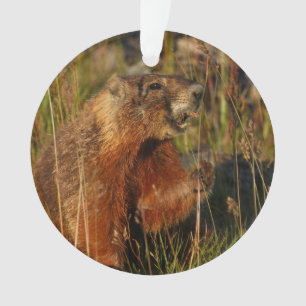marmotte mangeant l'herbe