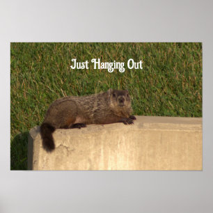 Marmotte sur une affiche murale