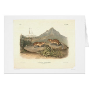 Marmottes de la Californie par Audubon (0184A)