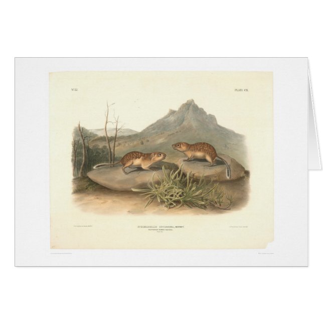 Marmottes de la Californie par Audubon (0184A) (Devant horizontal)
