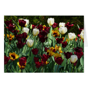 Maroon and Yellow Tulips Colourful Floral