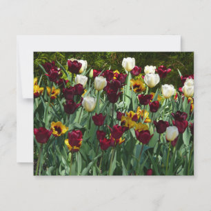 Maroon and Yellow Tulips Colourful Floral Card