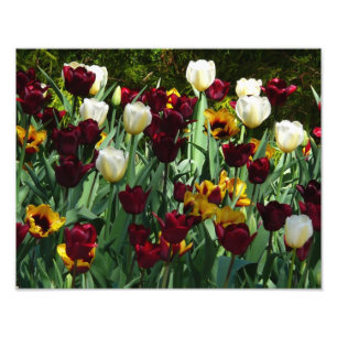Maroon and Yellow Tulips Colourful Floral Photo Print