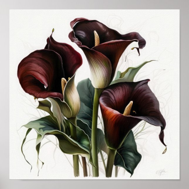 Maroon Calla Lilies Lily Flower Art Print Poster (Front)