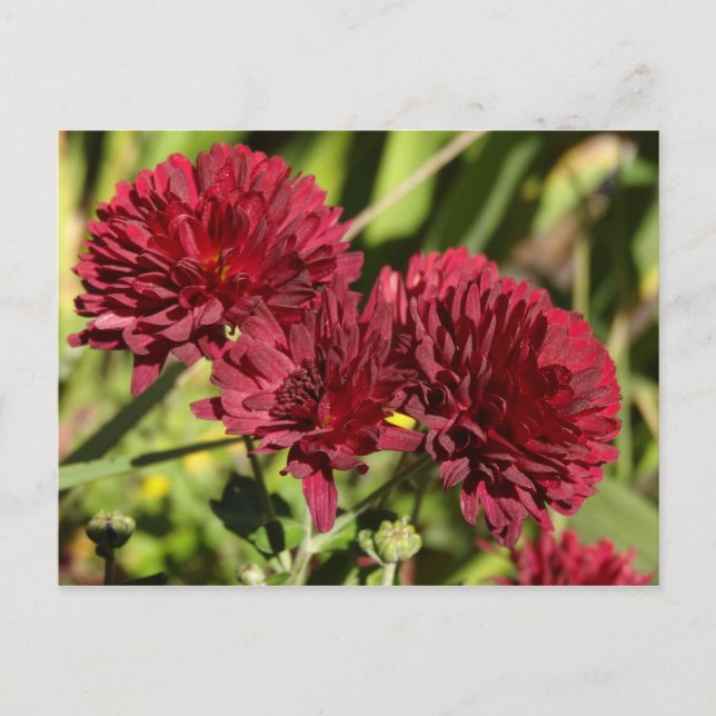 Maroon Chrysanthemums Postcard (Front)