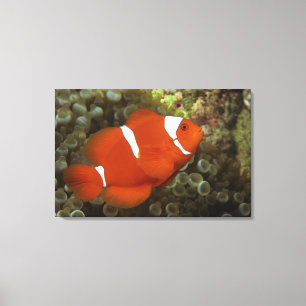Maroon clownfish with sea anemone canvas print