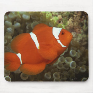 Maroon clownfish with sea anemone mouse pad