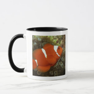 Maroon clownfish with sea anemone mug