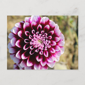Maroon Dahlia  Holiday Postcard