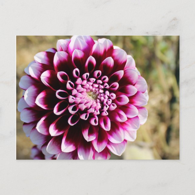Maroon Dahlia  Holiday Postcard (Front)