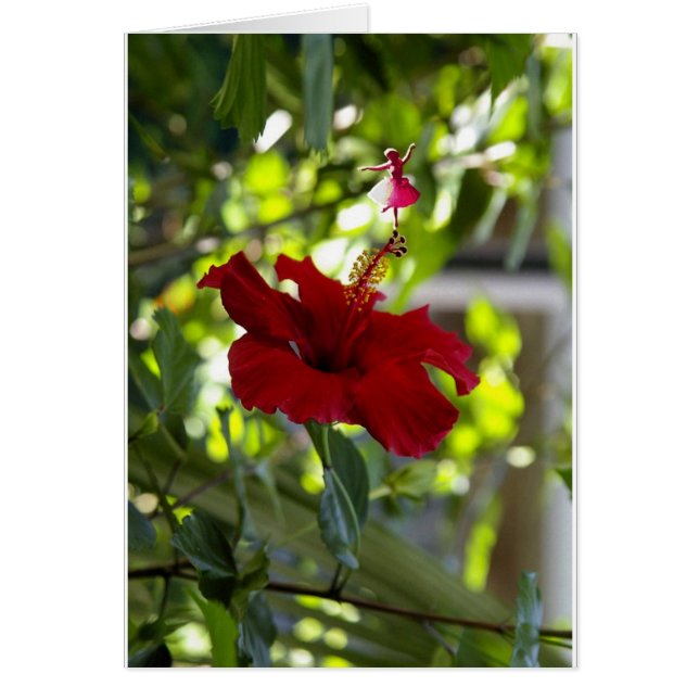 Maroon Hibiscus Shadow Fairy (Front)