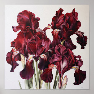 Maroon Irises Flower Art Imprimer Poster