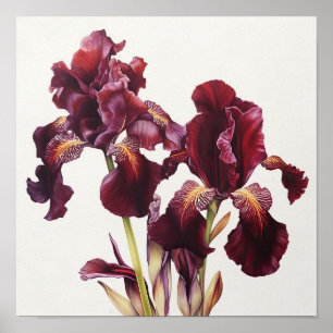 Maroon Irises Flower Art Imprimer Poster