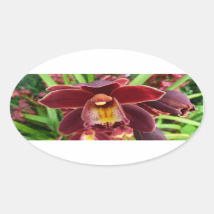 Maroon Orchids I Beautiful Red Floral Oval Sticker