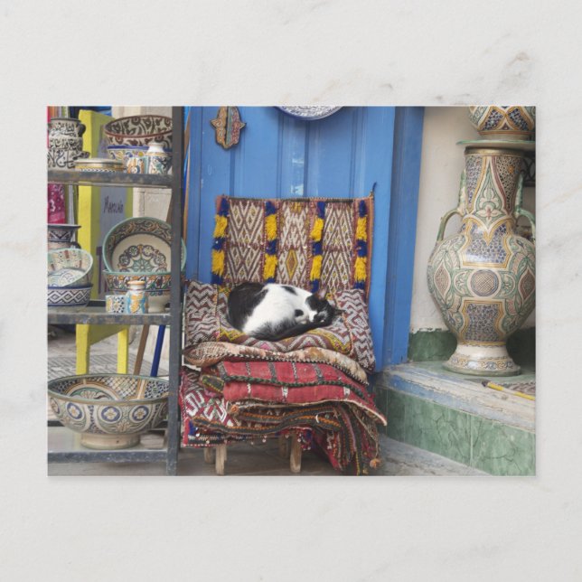 Marrakesh Cat Postcard (Front)