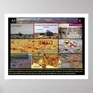 Mar's Animal Life Poster