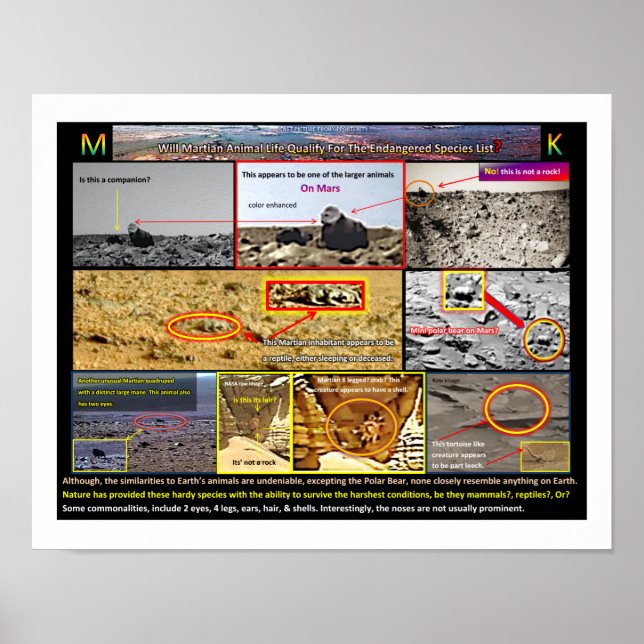 Mar's Animal Life Poster (Front)