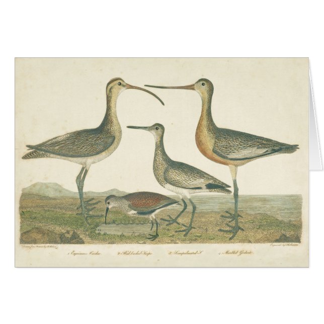 Marsh Bird Curlew Snipe Birding (Front Horizontal)