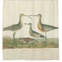 Marsh Bird Curlew Snipe Birding