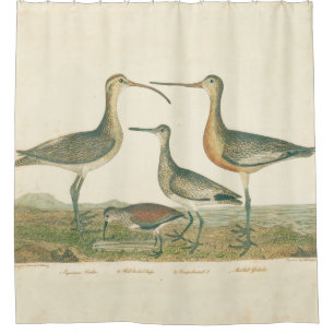 Marsh Bird Curlew Snipe Birding