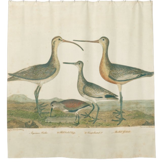 Marsh Bird Curlew Snipe Birding (Front)