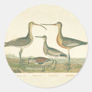 Marsh Bird Curlew Snipe Birding Classic Round Sticker