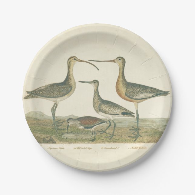 Marsh Bird Curlew Snipe Birding Paper Plate (Front)