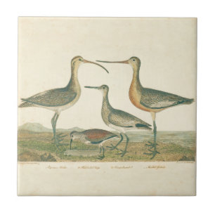 Marsh Bird Curlew Snipe Birding Tile