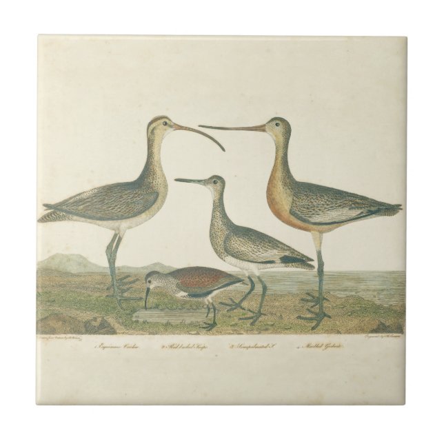 Marsh Bird Curlew Snipe Birding Tile (Front)