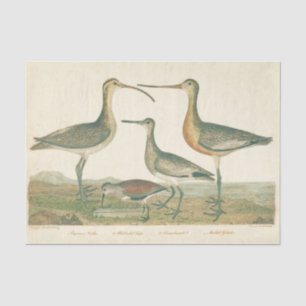 Marsh Bird Curlew Snipe Birding Tissue Paper