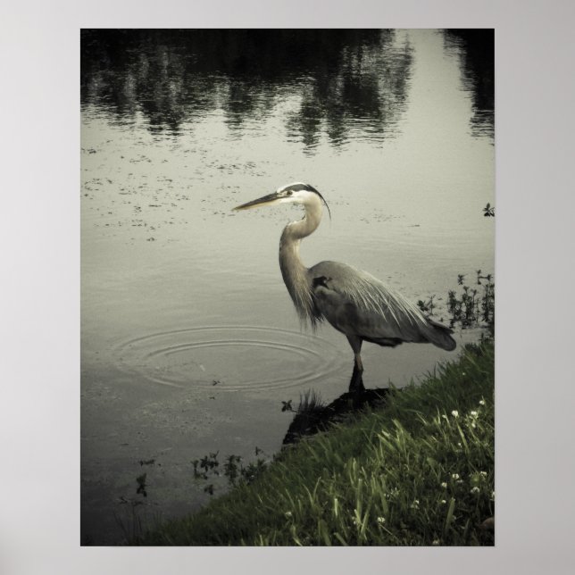 Marsh Bird on the Shore Poster (Front)