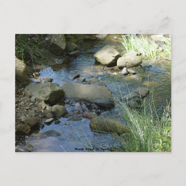 Marsh Creek in Spring Postcard (Front)