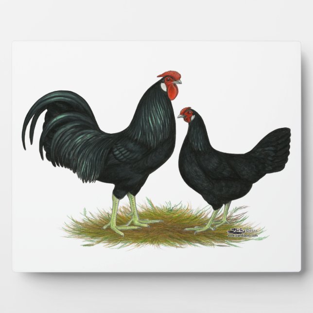 Marsh Daisy Chickens Plaque (Front)