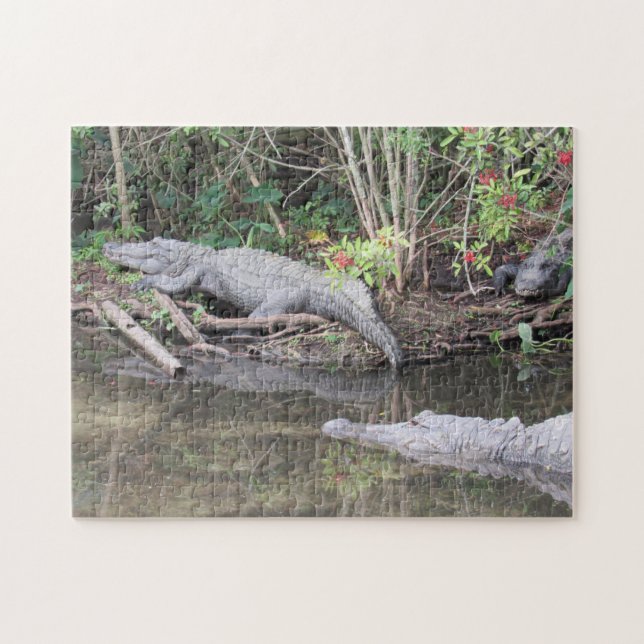 Marsh Gators - Alligator américain Jigsaw Puzzle (Horizontal)