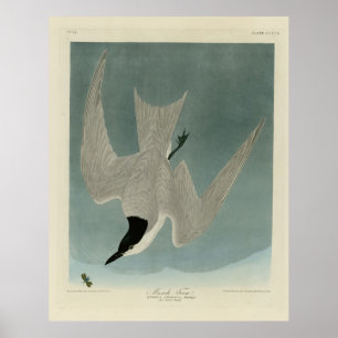 Marsh (Gull-Billed) Tern, Audubon Birds of America Poster