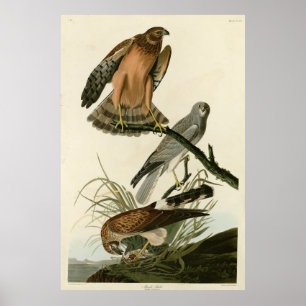 Marsh Hawk from Audubon's Birds of America Poster