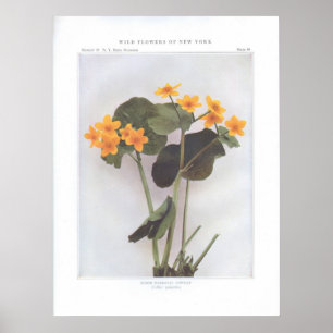 Marsh Marigold; Cowslip - Caltha palustris Poster