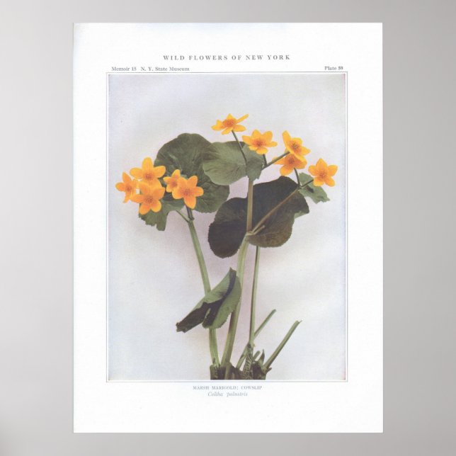 Marsh Marigold; Cowslip - Caltha palustris Poster (Front)