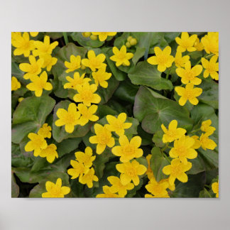 Marsh Marigold in Bloom Poster